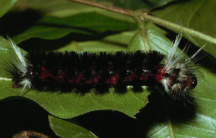 Fig. 7 Larva <i>Idalus herois</i></i>, Erebidae, (estadío U), mostrando la posición lateral entero, se alimenta <i>Myrcia splendens</i></i>, familia (Myrtaceae). Voucher: 03-SRNP-5650-DHJ73802.jpg.