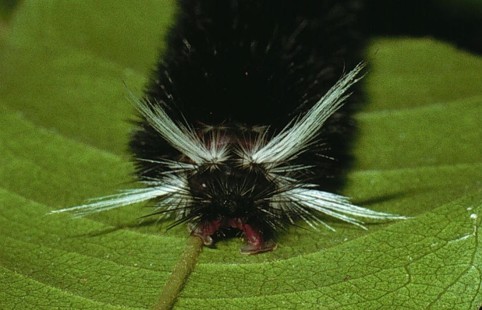 Fig. 8 Larva <i>Idalus herois</i></i>, Erebidae, (estadío U), mostrando la posición trasera, se alimenta <i>Myrcia splendens</i></i>, familia (Myrtaceae). Voucher: 03-SRNP-5650-DHJ73804.jpg.