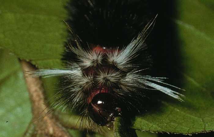 Fig. 9 Larva <i>Idalus herois</i></i>, Erebidae, (estadío U), mostrando la posición cabeza, se alimenta <i>Myrcia splendens</i></i>, familia (Myrtaceae). Voucher: 03-SRNP-5650-DHJ73805.jpg.