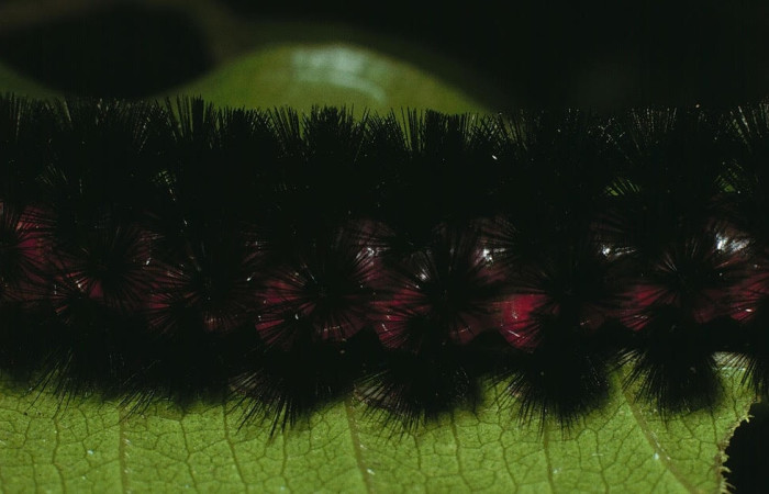 Fig. 10 Larva <i>Idalus herois</i></i>, Erebidae, (estadío U), mostrando la posición dorsal, se alimenta <i>Myrcia splendens</i></i>, familia (Myrtaceae). Voucher: 03-SRNP-5650-DHJ73809.jpg.
