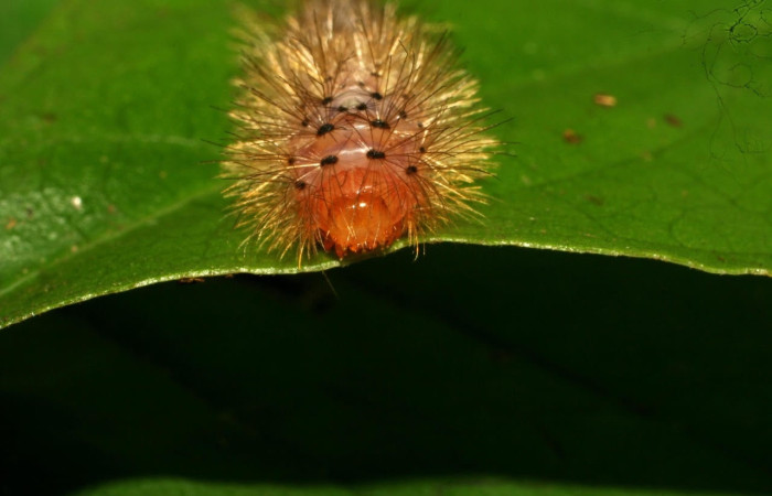 Fig. 13 Larva <i>Idalus</i></i> perlineosaDHJ01, Erebidae, (estadío U), mostrando la posición cabeza, se alimenta <i>Roupala glaberrima</i></i>, familia (Proteaceae). Voucher: 10-SRNP-32106-DHJ477137.jpg.