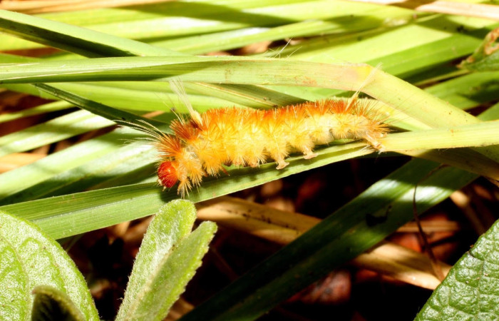 Fig. 14 Larva <i>Idalus</i></i> perlineosaDHJ02new, Erebidae, (estadío U), mostrando la posición lateral entero, se alimenta <i>Roupala montana</i></i>, familia (Proteaceae). Voucher: 13-SRNP-35479-DHJ490396.jpg.