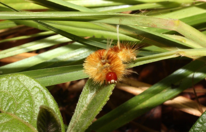 Fig. 15 Larva <i>Idalus</i></i> perlineosaDHJ02new, Erebidae, (estadío U), mostrando la posición cabeza, se alimenta <i>Roupala montana</i></i>, familia (Proteaceae). Voucher: 13-SRNP-35479-DHJ490397.jpg.