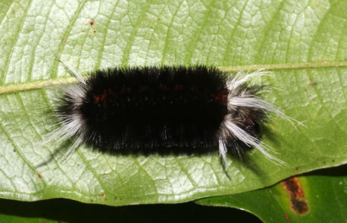 Fig. 17 Larva <i>Idalus</i></i> see voucher, Erebidae, (estadío U), mostrando la posición dorsal entero, se alimenta <i>Myrcia splendens</i></i>, familia (Myrtaceae). Voucher: 17-SRNP-31742-DHJ739583.jpg.