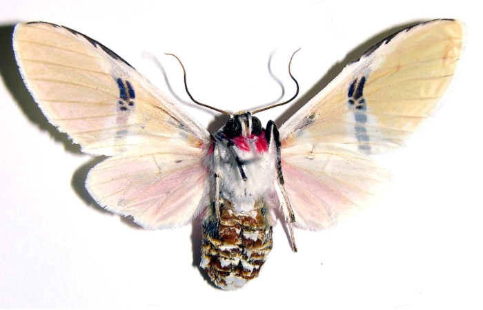 Fig.2 Adulto <i>Idalus herois</i></i>, Erebidae, hembra, mostrando la parte  ventral. Sector San Cristóbal, Río Blanco Abajo. Voucher: 00-SRNP-12924-DHJ93985.