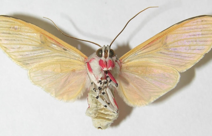 Fig.4 Adulto <i>Idalus</i></i> perlineosaDHJ01, Erebidae, mostrando la parte  ventral. Sector Pitilla, Sendero Memo, elevación 740metros. Voucher: 10-SRNP-32106-DHJ538071.