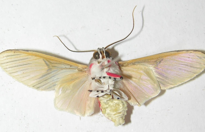 Fig.6 Adulto <i>Idalus</i></i> perlineosaDHJ02new, Erebidae, mostrando la parte  ventral. Sector Cacao,Cerro Pedregal, elevación 1080metros. Voucher: 10-SRNP-36436-DHJ538025.