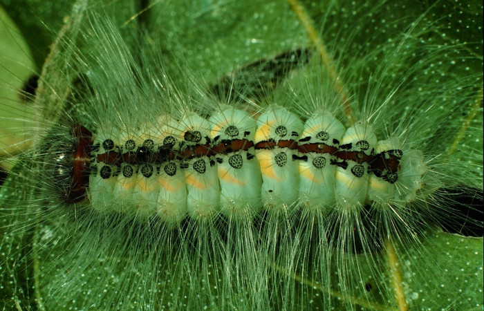 Fig. 4 Larva <i>Thagona</i></i> tibialisDHJ02, Vado Cuajiniquil, Sector Santa Rosa, 275m. 95-SRNP-10532-DHJ26003.jpg