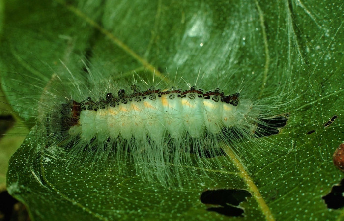 Fig. 3 Larva <i>Thagona</i></i> tibialisDHJ02, Vado Cuajiniquil, Sector Santa Rosa, 275m. 95-SRNP-10532-DHJ25997.jpg