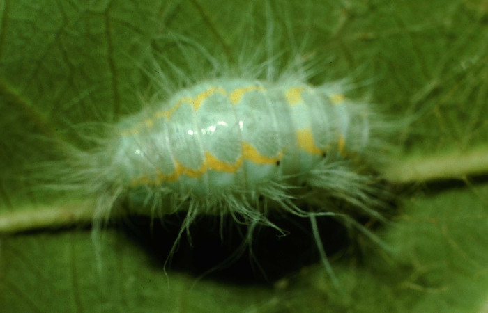 Fig. 6 Larva <i>Thagona</i></i> tibialisDHJ02, Sendero Natural, Sector Santa Rosa, 290m. 95-SRNP-7541-DHJ28448.jpg