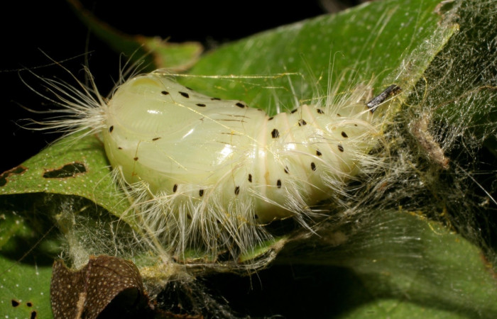 Fig. 9 Pupa <i>]Thagona tibialis</i></i>, mide 14mm. Estación La Perla, Sector Mundo Nuevo, 325m. 07-SRNP-58847-DHJ428893.jpg