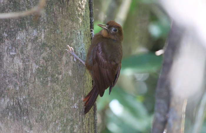 Fig. 1 Ruddy Woodcreeper (Trepador Rojizo) <i>Dendrocincla homochroa</i></i> (Furnariidae). Tangelo Sector Del Oro; ACG. 17 de Febrero 2022 Foto. Roster Moraga
