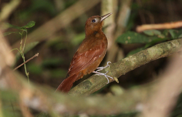 Fig. 2 Ruddy Woodcreeper (Trepador Rojizo) <i>Dendrocincla homochroa</i></i> (Furnariidae). Quebrada Trigal Sector Del Oro; ACG. 14 de Enero 2022 Foto. Roster Moraga