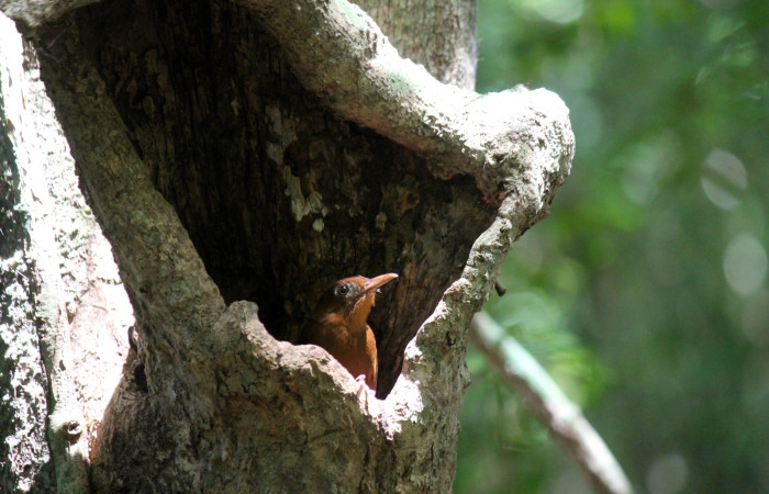 Fig. 3 Ruddy Woodcreeper (Trepador Rojizo) <i>Dendrocincla homochroa</i></i> (Furnariidae). Estación Biológica Los Almendros Sector El Hacha; ACG. 19 de mayo 2021 Foto. Roster Moraga