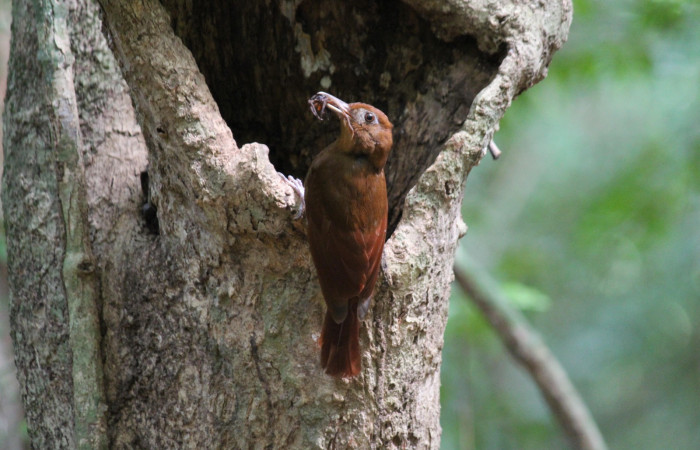 Fig. 4 Ruddy Woodcreeper (Trepador Rojizo) <i>Dendrocincla homochroa</i></i> (Furnariidae); con una araña en su pico para sus crias. Estación Biológica Los Almendros Sector El Hacha; ACG. 25 de mayo 2021 Foto. Roster Moraga