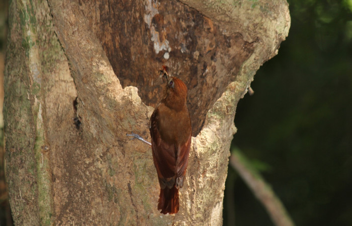 Fig. 5 Ruddy Woodcreeper (Trepador Rojizo) <i>Dendrocincla homochroa</i></i> (Furnariidae); con una cucaracha en su pico para sus crias. Estación Biológica Los Almendros Sector El Hacha; ACG. 25 de mayo 2021 Foto. Roster Moraga