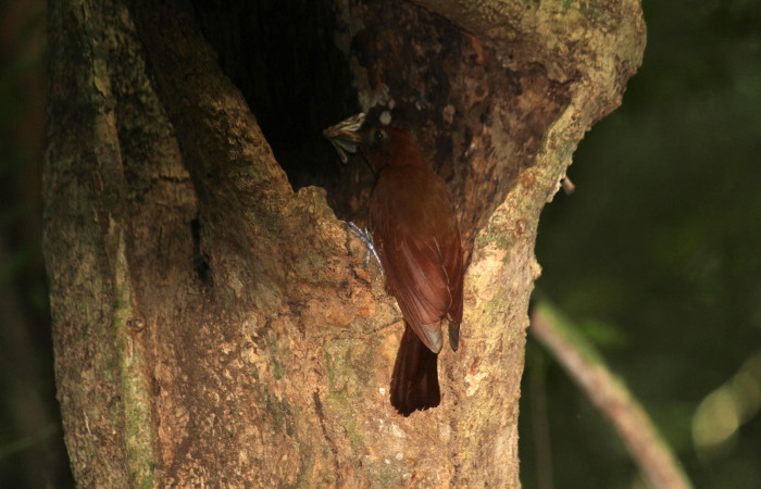 Fig. 6 Ruddy Woodcreeper (Trepador Rojizo) <i>Dendrocincla homochroa</i></i> (Furnariidae); con una mariposa en su pico para sus crias. Estación Biológica Los Almendros Sector El Hacha; ACG. 25 de mayo 2021 Foto. Roster Moraga