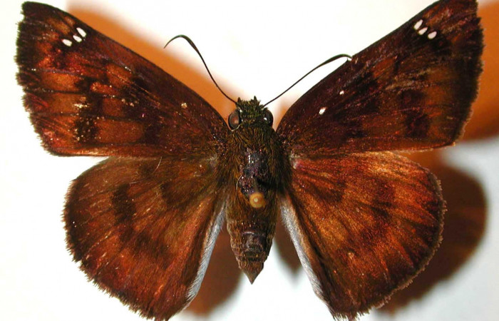 Figura 15. Adulto de  <i>Telemiades megallus</i></i> (Hesperiidae), vista
dorsal. (00-SRNP-21554-DHJ37748.jpg).