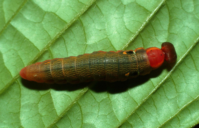 Figura. 14 Larva  <i>Telemiades megallus</i></i> (Hesperiidae), posición dorsal alimentándose en Inga spectabilis
(Fabaceae). (03-SRNP-13016.1-DHJ78353.jpg).