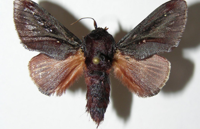 Figura 17. Adulto de  <i>Acharia</i></i> horridaDHJ02 (Limacodidae), vista dorsal.
(04-SRNP-2772-DHJ337086.jpg).