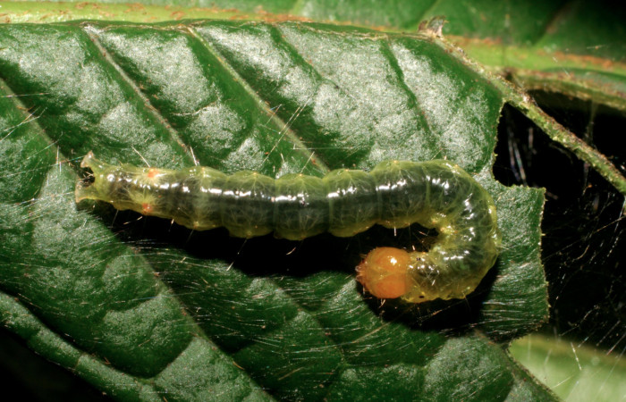 Figura. 18 Larva  <i>Omiodes humeralis</i></i>(Crambidae), posición dorsal alimentándose
en Inga spectabilis (Fabaceae). (07-SRNP-40175-DHJ418955.jpg).