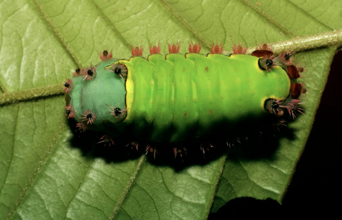 Figura. 16 Larva  <i>Acharia</i></i>horridaDHJ02 (Limacodidae), posición dorsal alimentándose en Inga
spectabilis (Fabaceae). (08-SRNP-72469-DHJ447290.jpg).