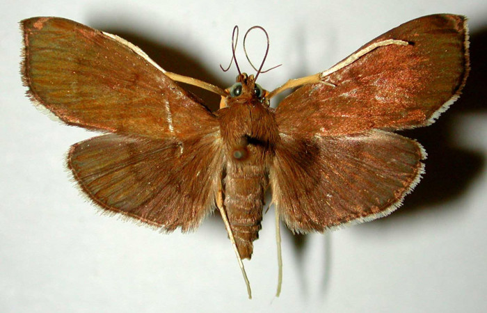 Figura 19. Adulto de  <i>Omiodes humeralis</i></i> (Crambidae), vista dorsal. (83-SRNP-680-DHJ33582.jpg).