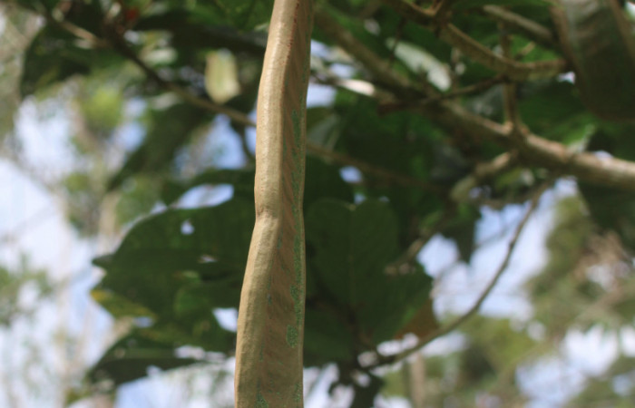 Figura. 8 Fruto,  <i>Inga spectabilis</i></i>, (Fabaceae). Area de Conservación
Guanacaste, Sector Rincón Rain Forest, Estación Leiva, Cafecito,
(elevación 455 metros), colectada el 1 de Febrero 2019. Foto, Jorge
Hernández.