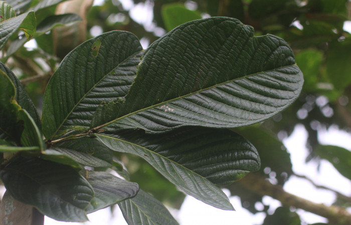 Figura. 2 Hojas,  <i>Inga spectabilis</i></i>, (Fabaceae). Area de Conservación Guanacaste, Sector Rincón Rain Forest,
Estación Leiva, Cafecito, (elevación 455 metros), colectada el 1 de Febrero 2019. Foto, Jorge Hernández.