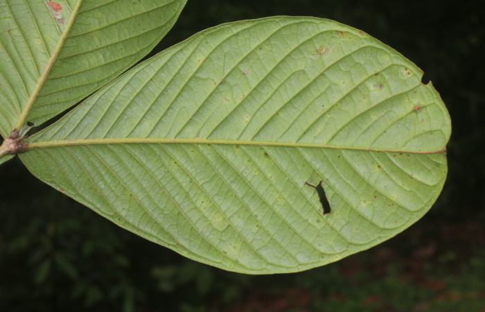 Figura. 4 Envés,  <i>Inga spectabilis</i></i>, (Fabaceae). Area de Conservación Guanacaste, Sector Rincón Rain Forest,
Estación Leiva, Cafecito, (elevación 455 metros), colectada el 1 de Febrero 2019. Foto, Jorge Hernández.