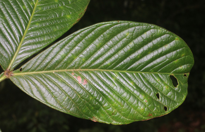 Figura. 5 Haz,  <i>Inga spectabilis</i></i>, (Fabaceae). Area de Conservación Guanacaste, Sector Rincón Rain Forest,
Estación Leiva, Cafecito, (elevación 455 metros), colectada el 1 de Febrero 2019. Foto, Jorge Hernández.