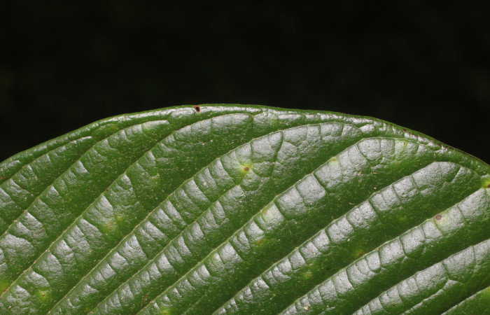 Figura. 6 Margen,  <i>Inga spectabilis</i></i>, (Fabaceae). Area de Conservación Guanacaste, Sector Rincón Rain Forest,
Estación Leiva, Cafecito (elevación 455 metros), colectada el 1 de Febrero 2019. Foto, Jorge Hernández.