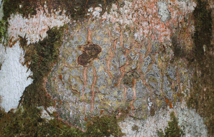 Figura. 10 Corteza,  <i>Inga spectabilis</i></i>, (Fabaceae). Area de Conservación Guanacaste, Sector Rincón Rain Forest,
Estación Leiva, Cafecito, (elevación 455 metros), colectada el 1 de Febrero 2019. Foto, Jorge Hernández.