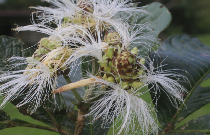 Figura. 11 Flor en racimo,  <i>Inga spectabilis</i></i>, (Fabaceae). Area de Conservación Guanacaste, Sector Rincón Rain
Forest, Estación Leiva, Cafecito, (elevación 455 metros), colectada el 1 de Febrero 2019. Foto, Jorge
Hernández.