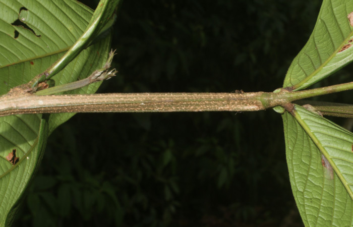 Figura. 3 Posición hojas compuestas alternas,  <i>Inga spectabilis</i></i>, (Fabaceae). Area de Conservación
Guanacaste, Sector Rincón Rain Forest, Estación Leiva, Cafecito, (elevación 455 metros), colectada el 1 de
Febrero 2019. Foto, Jorge Hernández.