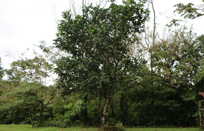 Figura. 1 Habitad, <i>Inga spectabilis</i></i>, (Fabaceae). Area de Conservación Guanacaste, Sector Rincón Rain
Forest, Estación Leiva, Cafecito, (elevación 455 metros), colectada el 1 de Febrero 2019. Foto, Jorge
Hernández.