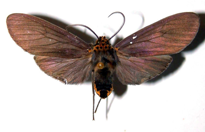 Figura 10. Adulto <i>Pelochyta misera</i></i> (Erebidae), posición vista dorsal. (01-SRNP-22341-DHJ38938).