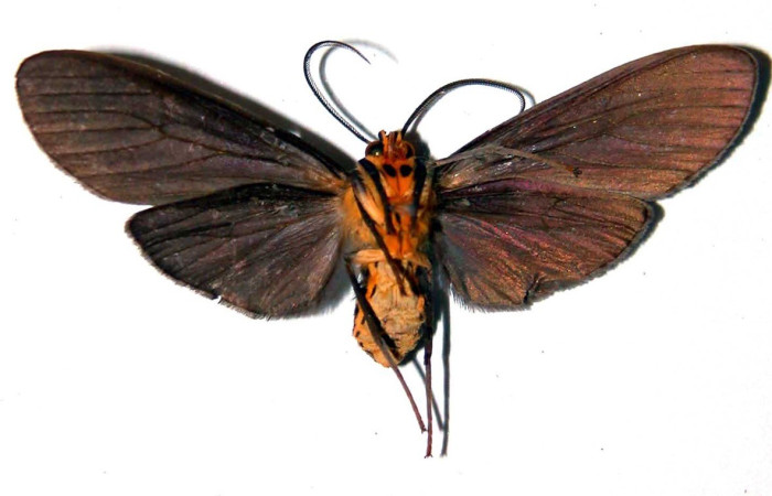 Figura 11. Adulto <i>Pelochyta misera</i></i> (Erebidae), posición vista ventral. (01-SRNP-22341-DHJ38939).