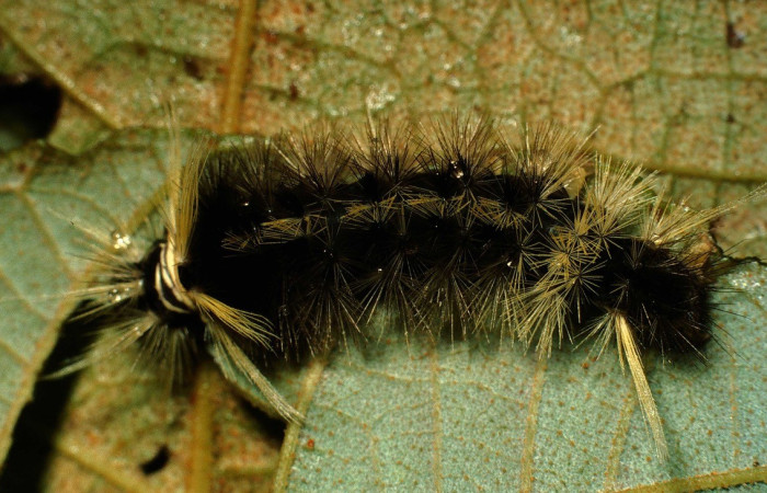 Figura 12.Dorsal entero <i>Pelochyta misera</i></i>, (Erebidae), en la planta <i>Heliocarpus appendiculatus</i></i> (Malvaceae). Sector San Cristóbal. Quebrada Cementerio (elevación 700 metros), Colectada 20 julio 2001. (01-SRNP-2557-DHJ60352.jpg).