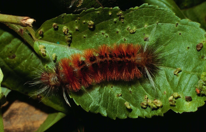 Figura 13.Dorsal entero <i>Pelochyta amyeaderae</i></i>, (Erebidae), en la planta <i>Matudaea trinervia</i></i> (Hamamelidaceae). Sector Del Oro. Quebrada Serrano (elevación 585 metros), Colectada 22 octubre 1999. (02-SRNP-3715-DHJ67490.jpg).