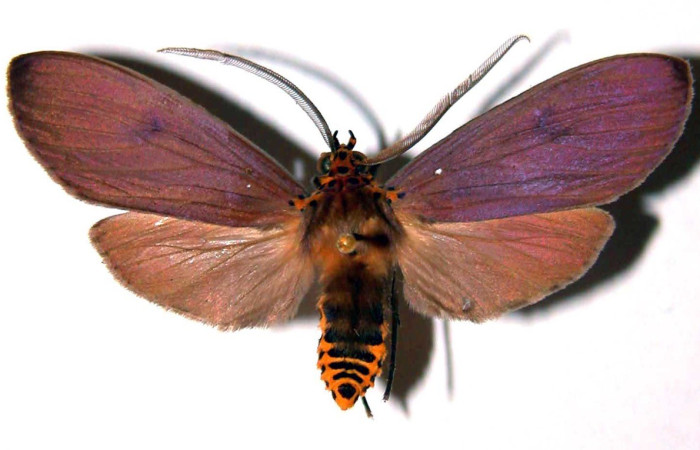 Figura 15. Adulto <i>Pelochyta amyeaderae </i></i> (Erebidae), posición vista dorsal. (00-SRNP-268-DHJ39118).