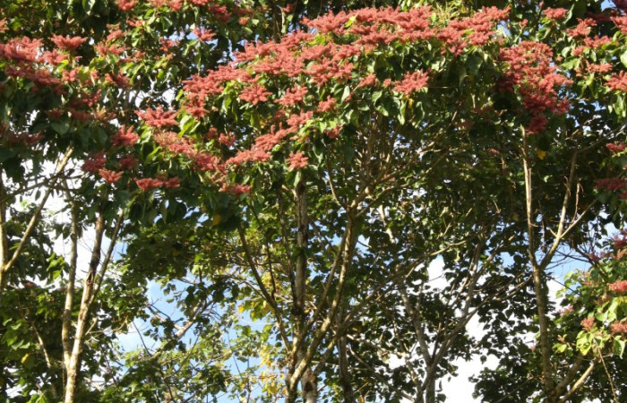 Figura 16. Planta <i>Heliocarpus appendiculatus</i></i>, (Malvaceae), de <i>Pelochyta misera</i></i>, (Erebidae). Foto, Jorge Hernández. 9 marzo 2015.