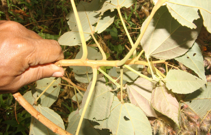 Figura 17. Posición hojas simples alternas <i>Heliocarpus appendiculatus</i></i>, (Malvaceae), de <i>Pelochyta misera</i></i>, (Erebidae). Foto, Jorge Hernández. 9 marzo 2015.