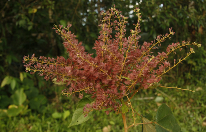 Figura 18. Posición flores <i>Heliocarpus appendiculatus</i></i>, (Malvaceae), de <i>Pelochyta misera</i></i>, (Erebidae). Foto, Jorge Hernández. 9 marzo 2015