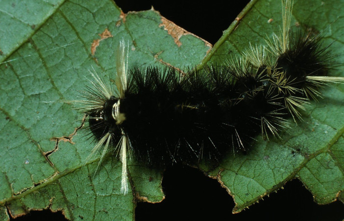 Figura 1. Dorsal entero <i>Pelochyta misera</i></i>, (Erebidae), en la planta <i>Cupania glabra</i></i> (Sapindaceae). Sector San Cristóbal. Sendero Carmona (elevación 670 metros), Colectada 29 julio 2003. (03-SRNP-7529-DHJ74818.jpg).