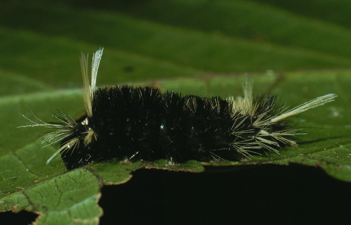 Figura 2. Lateral entero <i>Pelochyta misera</i></i>, (Erebidae), en la planta <i>Cupania glabra</i></i> (Sapindaceae). Sector San Cristóbal. Sendero Carmona (elevación 670 metros), Colectada 29 julio 2003. (03-SRNP-7529-DHJ74820.jpg).