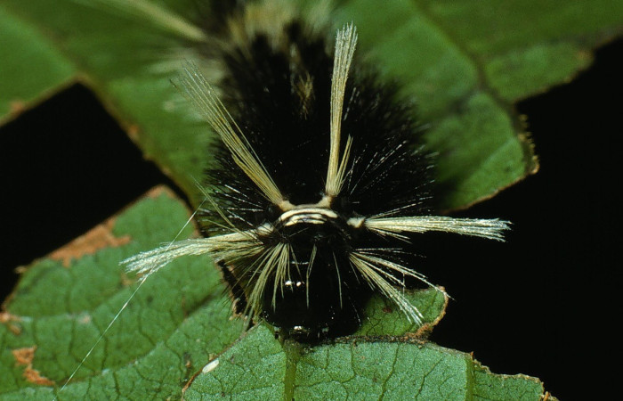 Figura 3. Cabeza <i>Pelochyta misera</i></i>, (Erebidae), en la planta <i>Cupania glabra</i></i> (Sapindaceae). Sector San Cristóbal. Sendero Carmona (elevación 670 metros), Colectada 29 julio 2003. (03-SRNP-7529-DHJ74816.jpg).