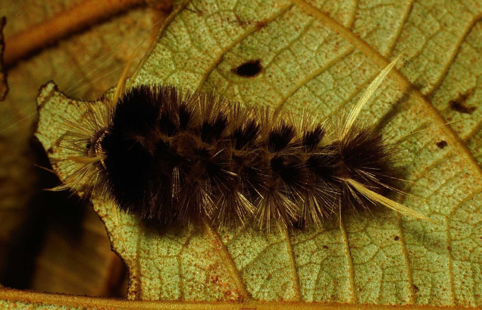 Figura 4. Dorsal entero <i>Pelochyta misera</i></i>, (Erebidae), en la planta <i>Heliocarpus appendiculatus</i></i> (Malvaceae). Sector San Cristóbal. Quebrada Cementerio (elevación 700 metros), Colectada 20 julio 2001. (01-SRNP-2580-DHJ62798.jpg).