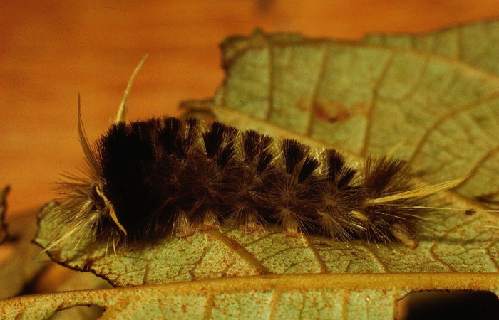 Figura 5. Lateral entero <i>Pelochyta misera</i></i>, (Erebidae), en la planta <i>Heliocarpus appendiculatus</i></i> (Malvaceae). Sector San Cristóbal. Quebrada Cementerio (elevación 700 metros), Colectada 20 julio 2001. (01-SRNP-2580-DHJ62800.jpg).