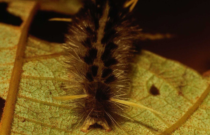 Figura 6.Parte posterior <i>Pelochyta misera</i></i>, (Erebidae), en la planta <i>Heliocarpus appendiculatus</i></i> (Malvaceae). Sector San Cristóbal. Quebrada Cementerio (elevación 700 metros), Colectada 20 julio 2001. (01-SRNP-2580-DHJ62801.jpg).